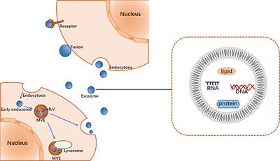 Emerging Functions and Clinical Applications of Exosomal ncRNAs in Ovarian Cancer